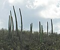 Cephalocereus columna-trajani kaktuszok Tehuacán közelében