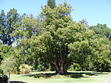 Notes: native to Taiwan, southern Japan, southeast China and Indochina; introduced to Australia in 1822 as an ornamental tree for use in gardens and public parks.