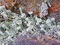 Cladonia fimbriata Quimper.jpg