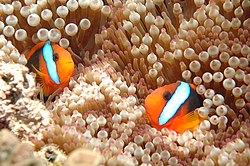 [Projet] Nano 30/60L 250px-Clownfish,_Great_Barrier_Reef,_Cairns,_Australia