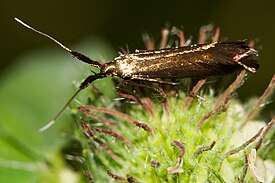 Apilapussikoi (Coleophora deauratella)