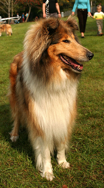 File:Collie 08788.jpg