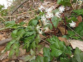 Coptis japonica var. anemonifolia 6.JPG