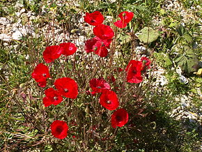 Description de l'image Coquelicots.jpg.