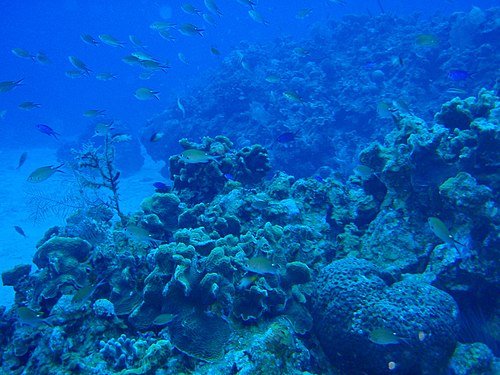 صورة مأخوذة من الحاجز المرجاني في بليز