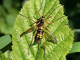 Ctenophora (Ctenophora) elegans