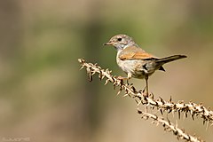 סבכי ערבות נקבה מהתת-מין האטלנטי C. c. orbitalis, לאס פאלמאס, האיים הקנריים