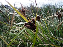 Cyperus ustulatus 11.JPG