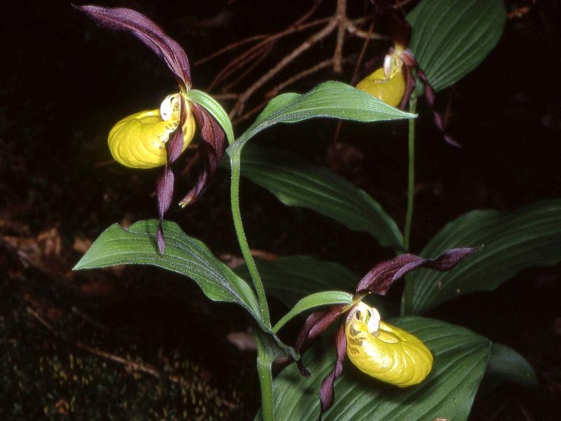 Papucul Doamnei (Cypripedium calceolus)