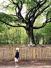 De Heksenboom op landgoed Ten Vorsel in Bladel, welke volgens het streekverhaal van Renier Snieders als laatste rustplaats zou fungeren van de onthoofde bendeleidster Zwarte Kaat.