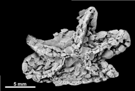 Edrioasteroid ze skupiny Stromatocystites