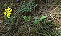 Felsen-Schöterich (Erysimum sylvestre)