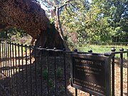 The fallen Arbutus Oak as of September 15, 2019