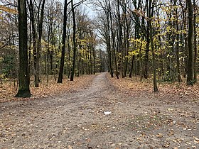 Image illustrative de l’article Forêt de Bondy