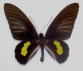 Troides haliphron