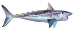 †Helicoprion davisii, en eugeneodontid