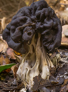 Helvella dryophila