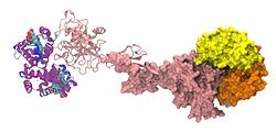 Haptoglobin