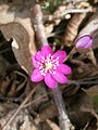 Anemone hepatica pink form close-up