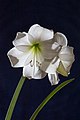 Hippeastrum intokazi