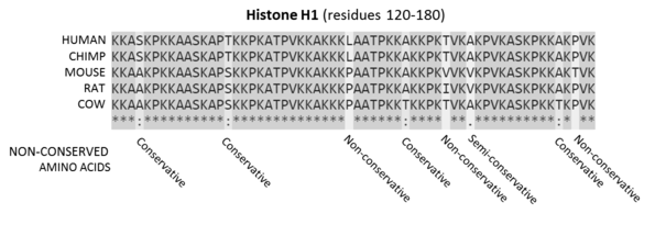 A sequence alignment, produced by ClustalO, of mammalian histone proteins.
Sequences are the amino acids for residues 120-180 of the proteins. Residues that are conserved across all sequences are highlighted in grey. Below the protein sequences is a key denoting conserved sequence (*), conservative mutations (:), semi-conservative mutations (.), and non-conservative mutations ( ). Histone Alignment.png