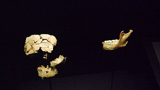 Homo antecessor de la Gran Dolina.