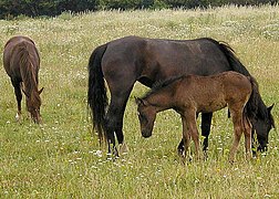 Les chevaux aussi mangent de l'herbe.