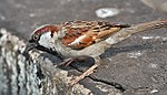 House Sparrow (Passer domesticus)- Male in Kolkata I IMG 5904.jpg