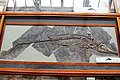 Ichthyosaurus communis