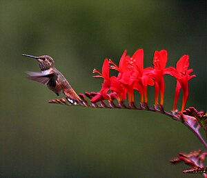 A hummingbird at Crocosmia. The image was take...