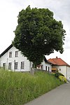 Winterlinde (Tilia cordata)