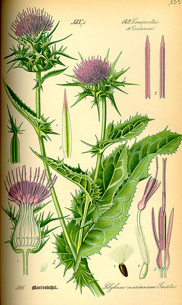 Plik:Illustration Silybum marianum0.jpg