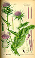 Pestrec mariánsky (Silybum marianum)