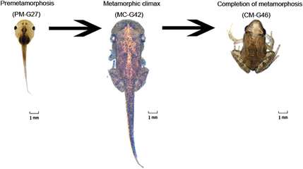 Geographische Verbreitung von Microhyla fissipes