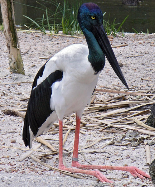 File:Jabiru Perth Zoo Sept 2005.jpg