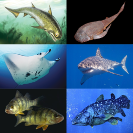 1-й ряд (вымершие классы): Nerepisacanthus denisoni (акантоды), Bothriolepis canadensis (плакодермы); 2-й ряд (хрящевые рыбы): Manta (Mobula) alfredi, белая акула; 3-й ряд (костные рыбы): жёлтые окуни (лучепёрые рыбы), Latimeria chalumnae (лопастепёрые рыбы)