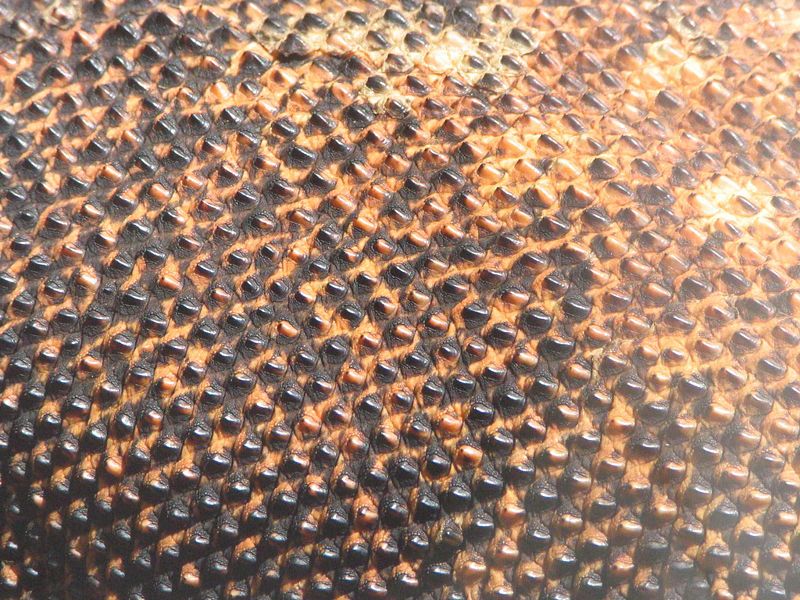 Berkas:Komodo dragon skin.jpg