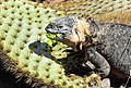Iguana terrestre de Galápagos alimentándose de ramas de cactus caídos.