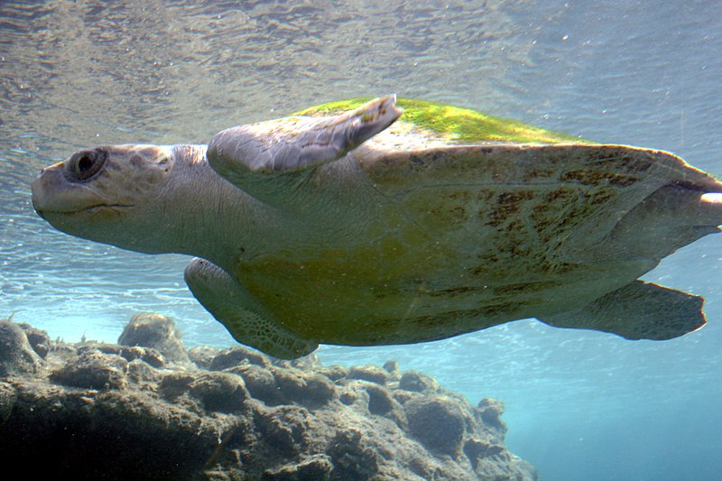 File:Lepidochelys-olivacea-Kélonia-1.JPG