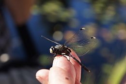 Baltakaktė skėtė (Leucorrhinia albifrons)