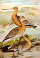 Black-tailed godwit Limosa limosa