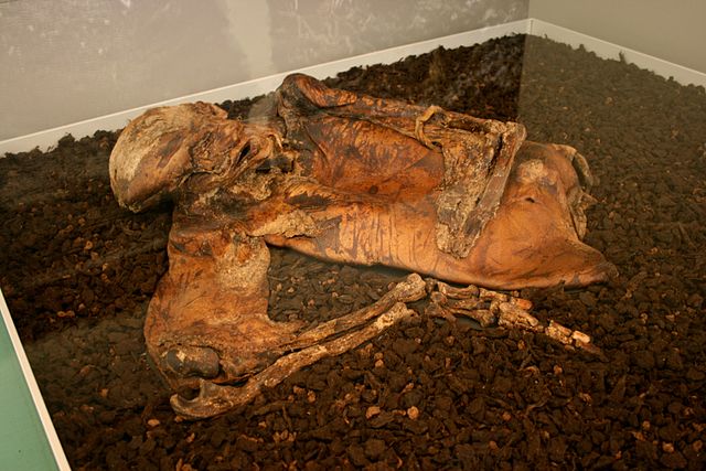 The freeze-dried body of Lindow Man