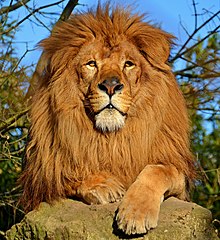 Lion en captivité à Touroparc Zoo, Romanèche-Thorins
