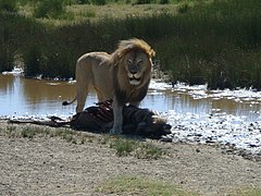 León macho en el Serengueti.