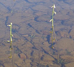 Vandet Sø er en såkaldt lobeliesø, karakteriseret ved arten Tvepibet Lobelie (lobelia dortmanna). Billedet er ikke fra Vandet Sø.