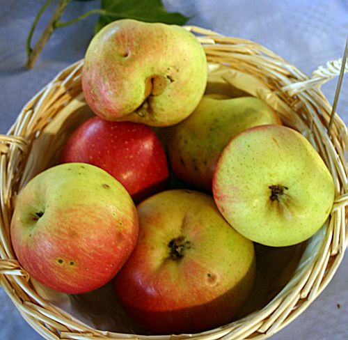 Malus Goldrenette F. v. Berlepsch