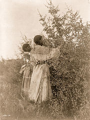 Mandan girls gathering berries, 1908