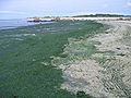 Marée verte (Ulva armoricana) au nord du Finistère.