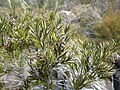 Leaves and fruit