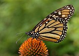 Monarch Butterfly Danaus plexippus on Echinacea purpurea 2800px.jpg